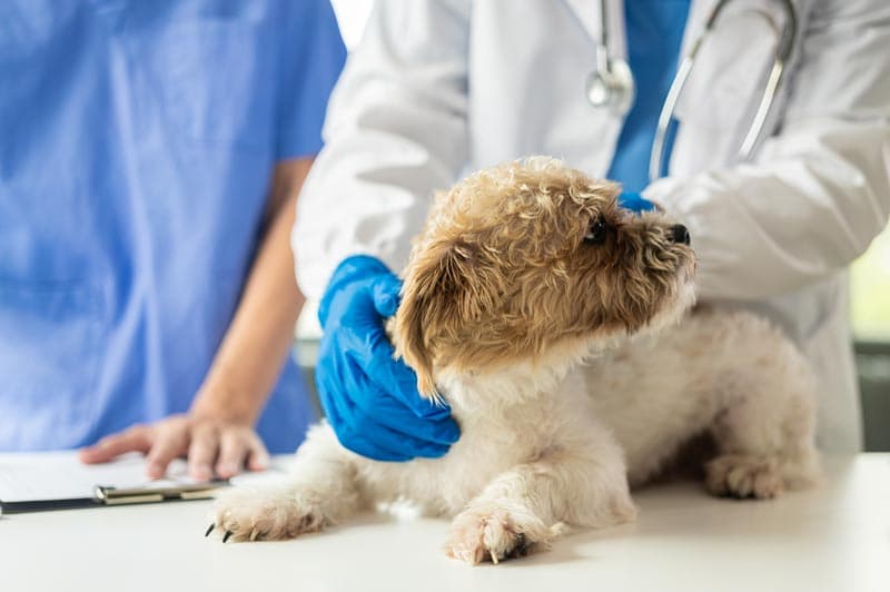 Medicina general y preventiva veterinaria en Muros